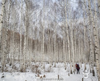강원4 (문학과 환경)